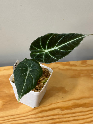122. Alocasia Black Velvet Variegated (reverted)