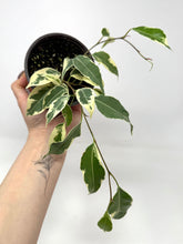 Load image into Gallery viewer, Ficus Benjamina ‘Starlight’