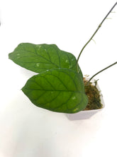 Load image into Gallery viewer, Hoya Meredithii