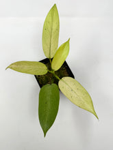Load image into Gallery viewer, Philodendron Whipple Way C