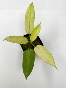 Philodendron Whipple Way C