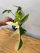 Load image into Gallery viewer, 117. Philodendron Florida Beauty