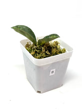 Load image into Gallery viewer, Hoya Carnosa ‘Argentea Princess’ B
