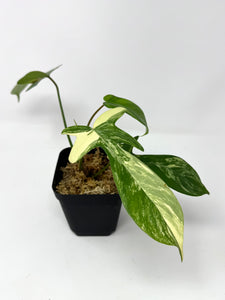 Philodendron Florida Beauty B