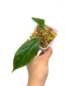 Hoya Praetorii
