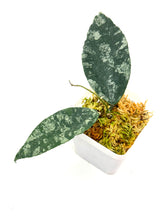 Load image into Gallery viewer, Hoya Caudata Silver