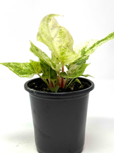 Anthurium Hookeri Variegated