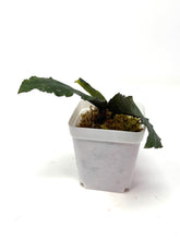 Load image into Gallery viewer, Hoya Undulata ‘Red Leaves’ Splash