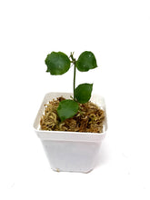 Load image into Gallery viewer, Hoya Endauensis