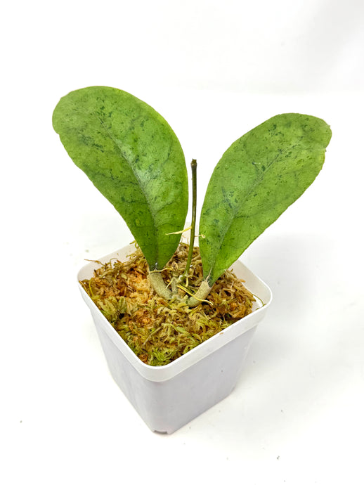 Hoya Forbesii Silver