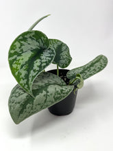 Load image into Gallery viewer, Scindapsus Pictus ‘Exotica’