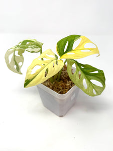 Monstera Adansonii Variegated I