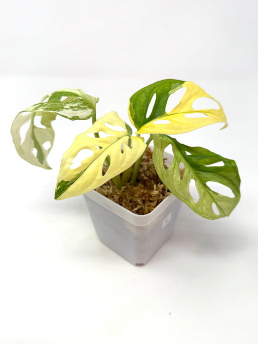 Monstera Adansonii Variegated I