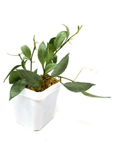 Load image into Gallery viewer, Hoya Lacunosa Silver Moonlight