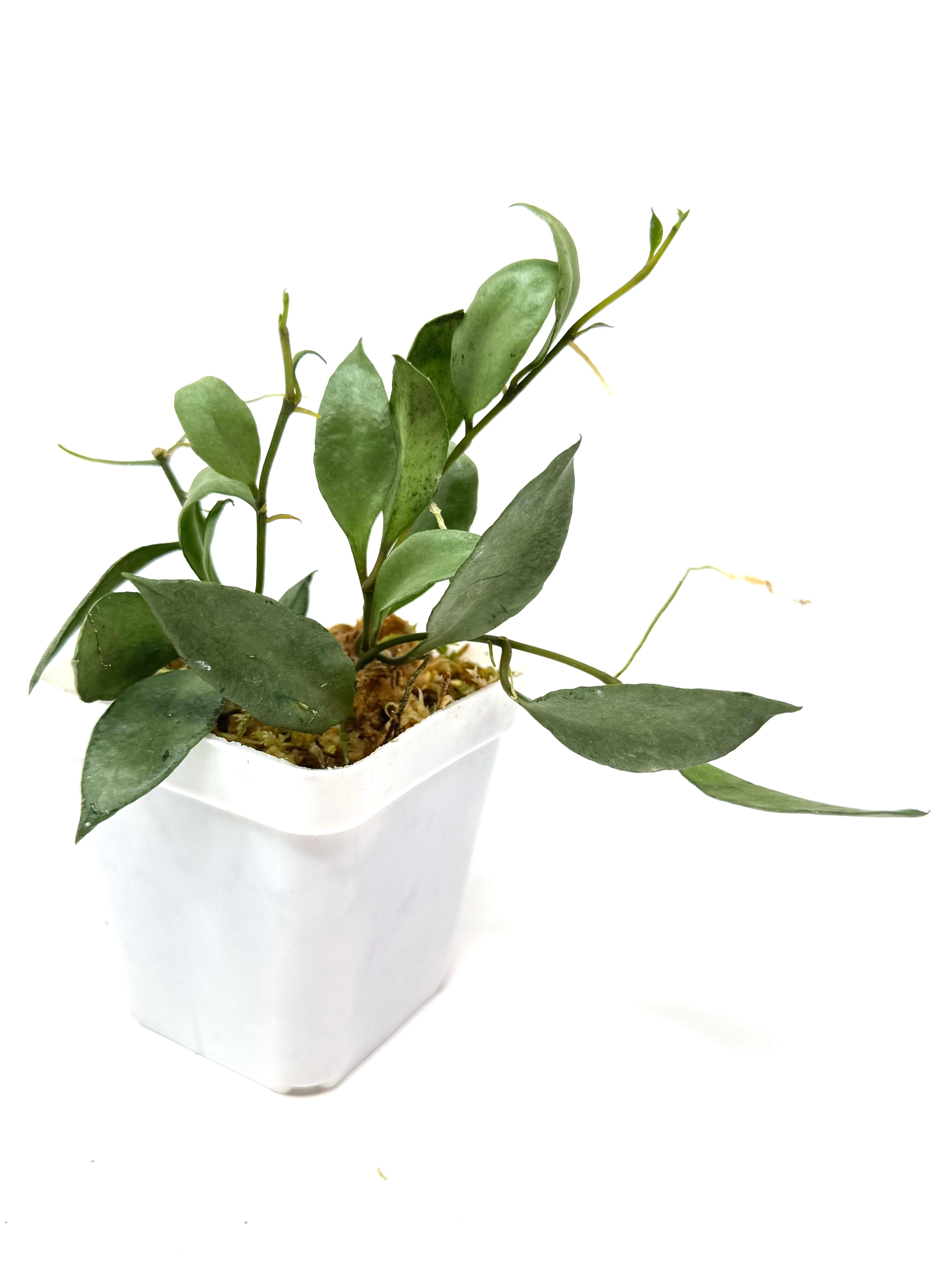 の*ち様 0519 Hoya lacunosa silver full moon Hoya Lacunosa Silver Moonlight – Planthaven Toronto