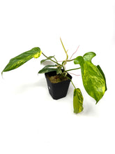 Load image into Gallery viewer, Philodendron Florida Beauty A