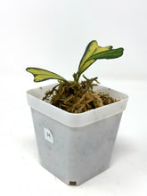 Load image into Gallery viewer, Hoya Manipurensis Variegated H