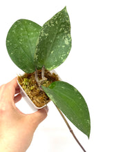 Load image into Gallery viewer, Hoya Glabra Silver D
