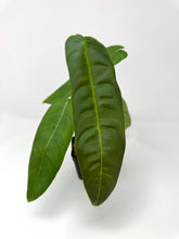 Load image into Gallery viewer, Philodendron Sharoniae