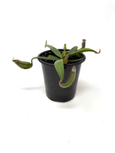 Load image into Gallery viewer, Nepenthes Albomarginata