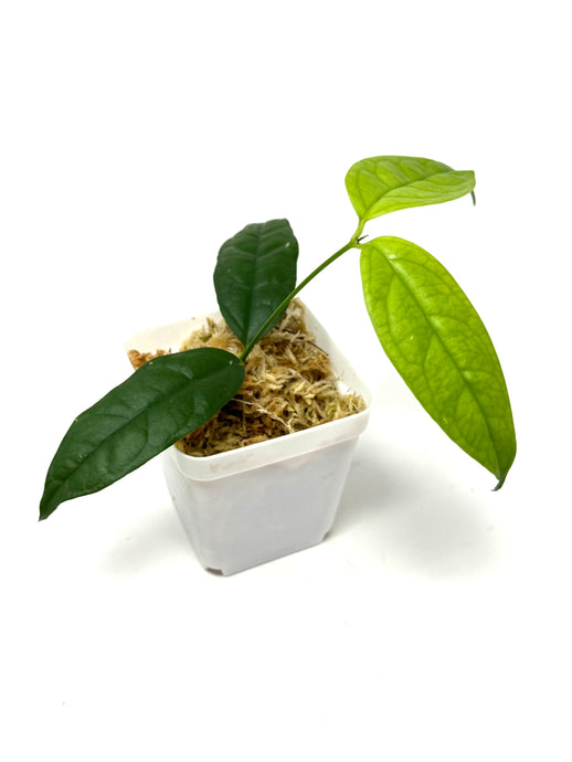 Hoya Campanulata