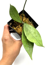 Load image into Gallery viewer, Hoya Germany Silver B