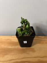 Load image into Gallery viewer, 19. Hoya Carnosa Compacta Variegated Mauna Loa