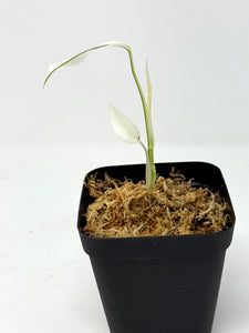 Monstera Deliciosa Albo Variegated (juvenile) B