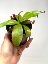 Load image into Gallery viewer, Nepenthes ‘Bloody Mary’