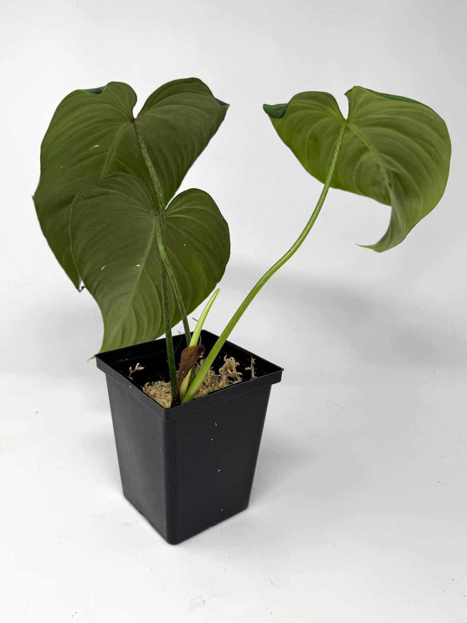 philodendron glorious Philodendron Glorious – Planthaven Toronto
