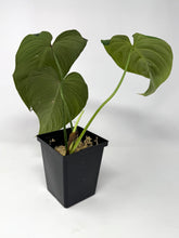 Load image into Gallery viewer, Philodendron Glorious