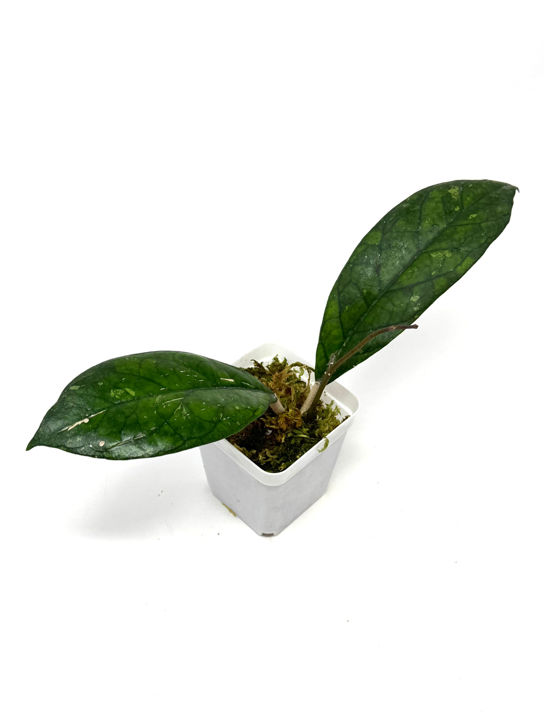 Hoya Blessing