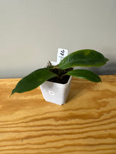Load image into Gallery viewer, 67. Hoya Vorapol