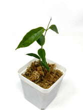 Load image into Gallery viewer, Hoya Paradisea (IM04)