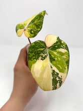 Load image into Gallery viewer, Philodendron Gloriosum Variegated A
