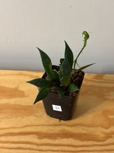 Load image into Gallery viewer, 51. Hoya Walliniana Variegated