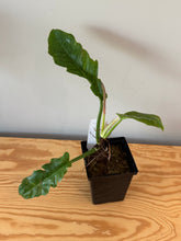 Load image into Gallery viewer, 274. Philodendron Ring of Fire