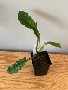 274. Philodendron Ring of Fire