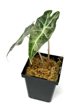 Load image into Gallery viewer, Alocasia Amazonica Variegated D