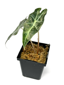 Alocasia Amazonica Variegated D