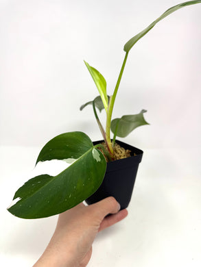 Philodendron White Princess