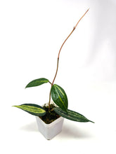 Load image into Gallery viewer, Hoya Macrophylla ‘Pot of Gold’