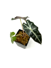 Load image into Gallery viewer, Alocasia Amazonica Variegated B