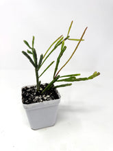 Load image into Gallery viewer, Rhipsalis Ewaldiana- Ships within Canada only