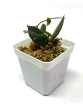 Load image into Gallery viewer, Hoya Thomsonii