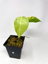 Load image into Gallery viewer, Monstera Deliciosa Aurea Variegated E
