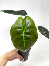 Load image into Gallery viewer, Alocasia ‘Golden Bone’