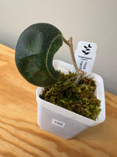 Load image into Gallery viewer, 166. Hoya Hamiltoniorum