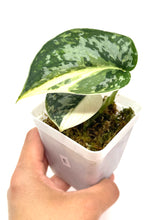 Load image into Gallery viewer, Scindapsus Mayari Variegated E