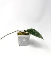 Load image into Gallery viewer, Hoya Glabra Silver F